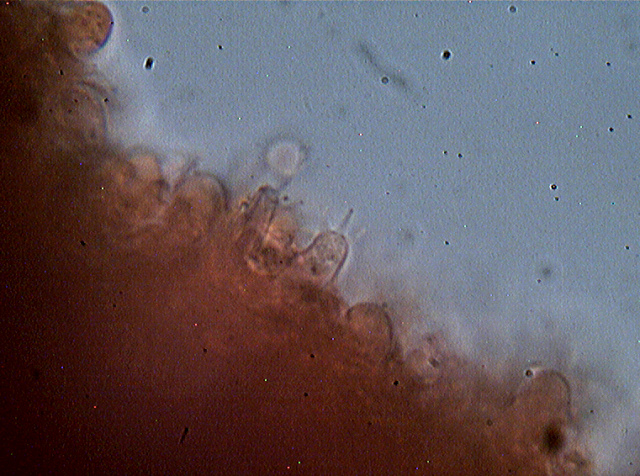 Funghi da dieci centesimi